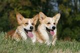 CORGI PEMBROKE 999